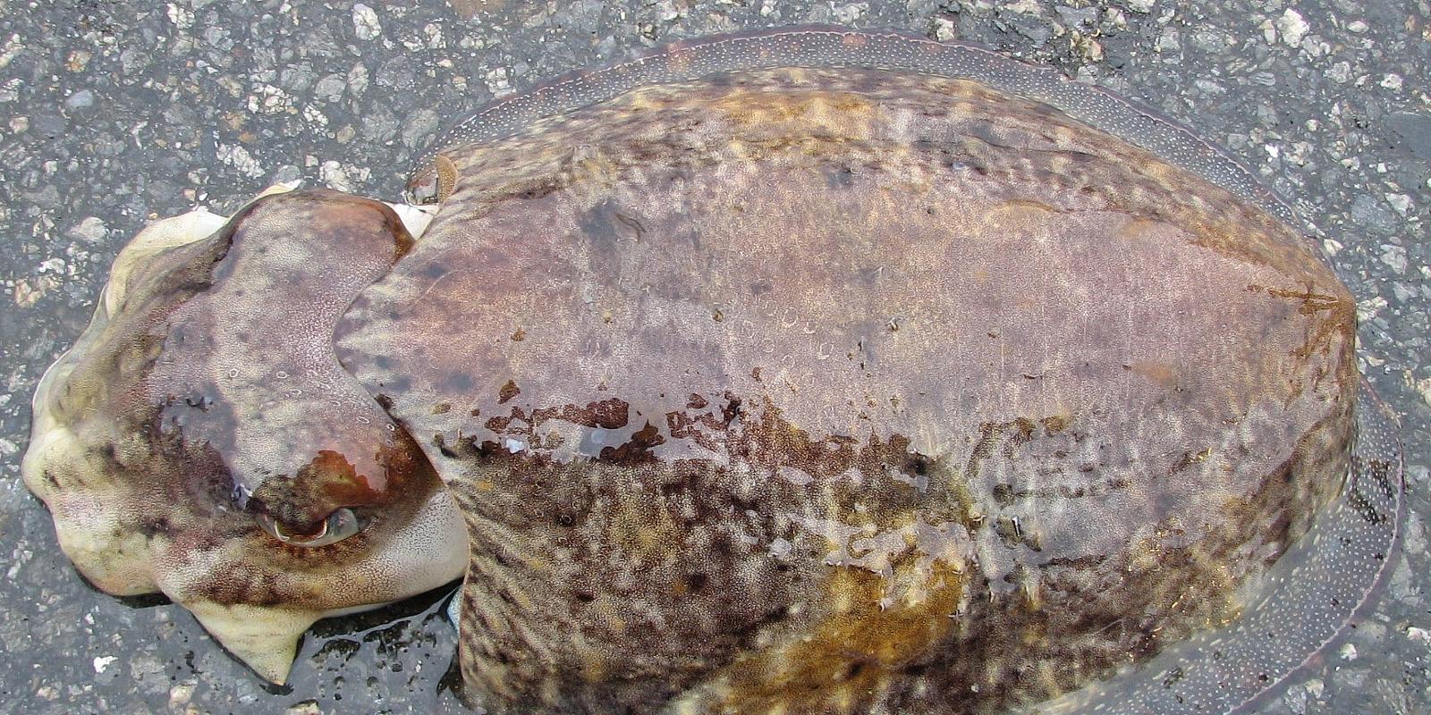 Woman 'pregnant' in mouth with baby squid