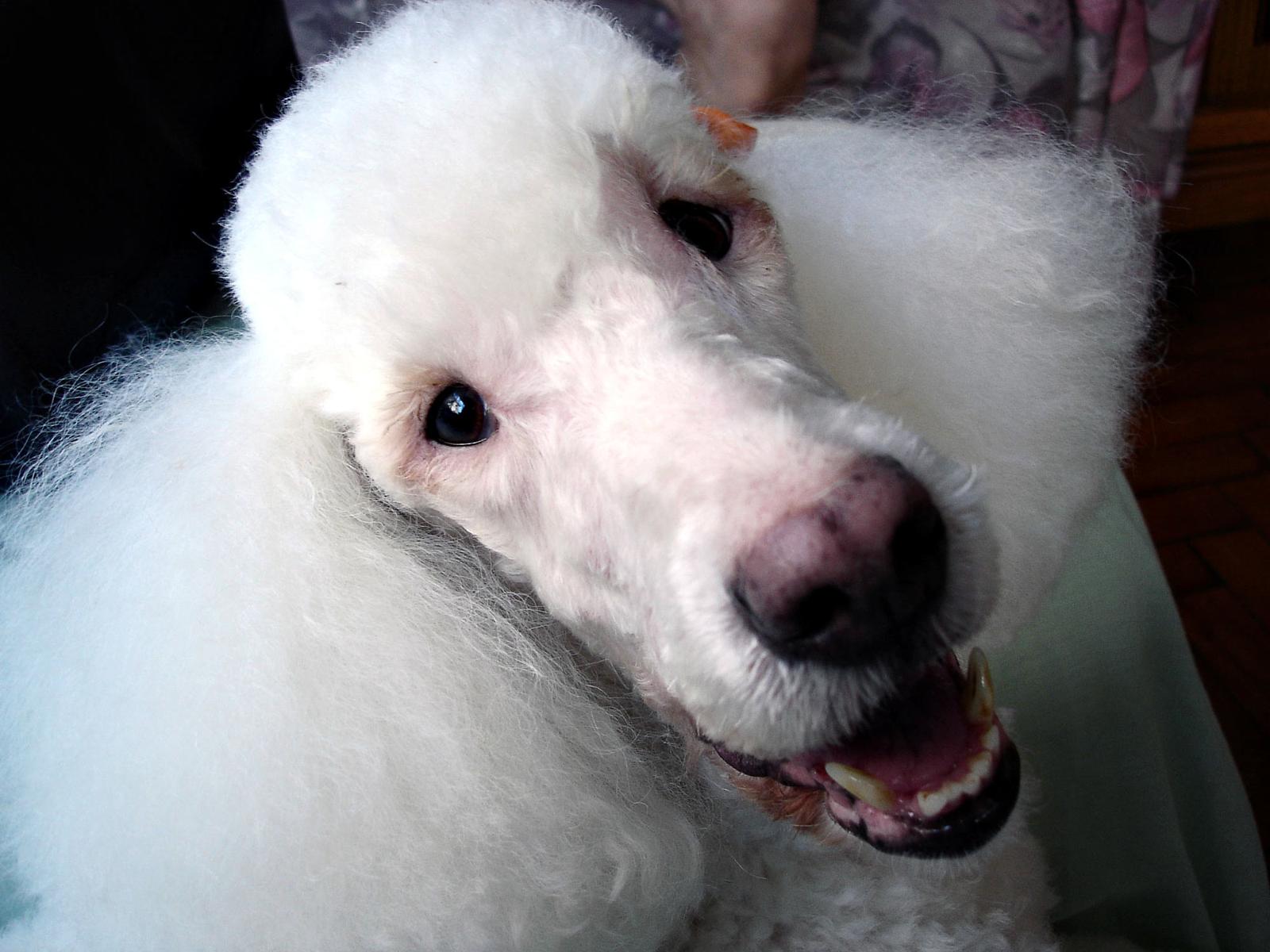 Steroidfilled ferrets sold to pet lovers as toy poodles