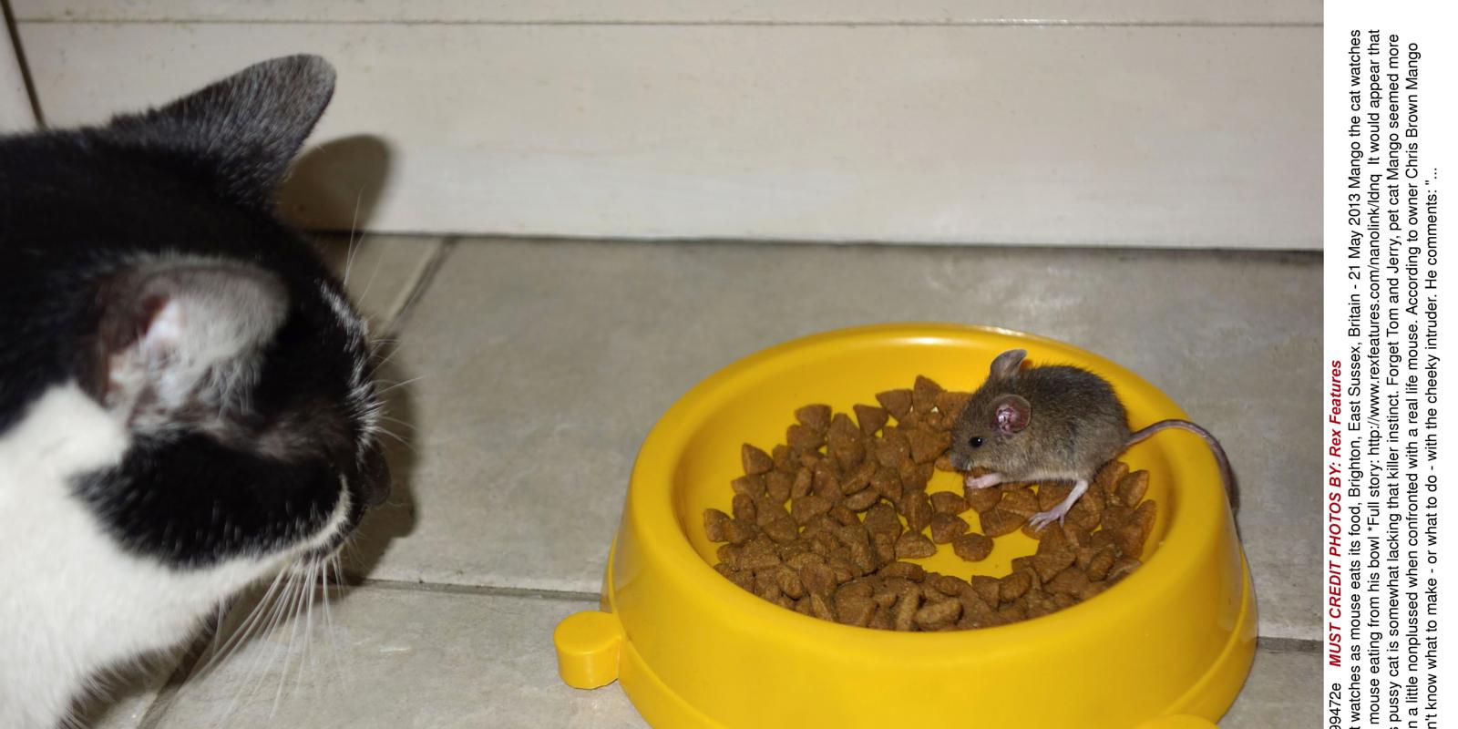 Cat scared of foodstealing mouse pictures