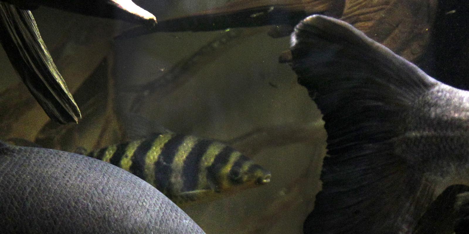 Testiclebiting fish spotted in Sweden