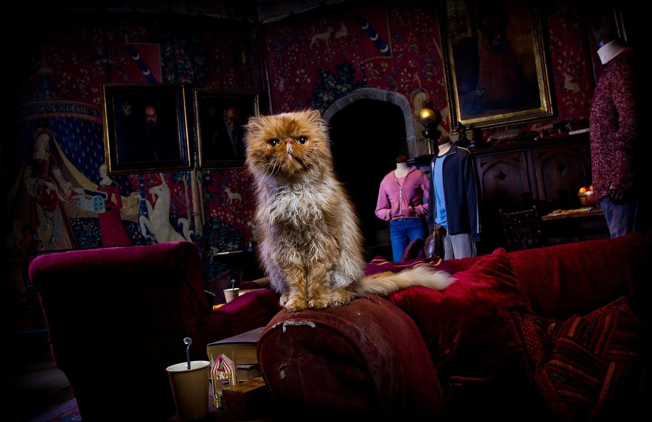 The Making of Harry Potter tour to feature Hedwig and Crookshanks