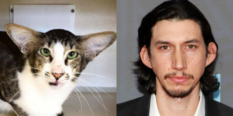 Animals that look like celebrities: Adam Driver/Cat