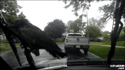 gallery-1469551251-crow-gif.gif