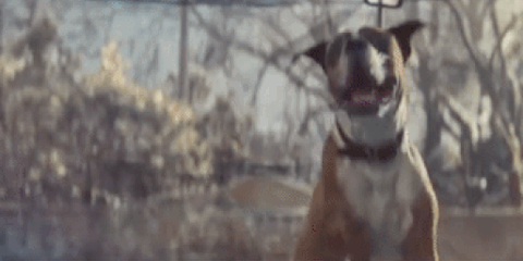 John Lewis ad, 2016, Buster the Boxer