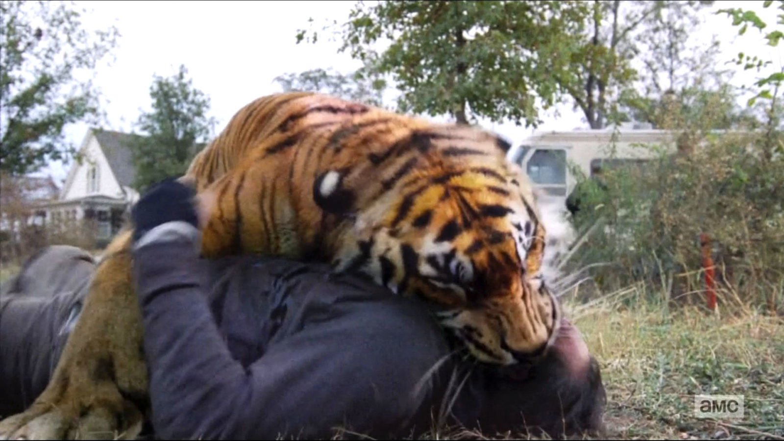 'The Walking Dead' Así es Shiva, el tigre de Ezekiel, sin efectos
