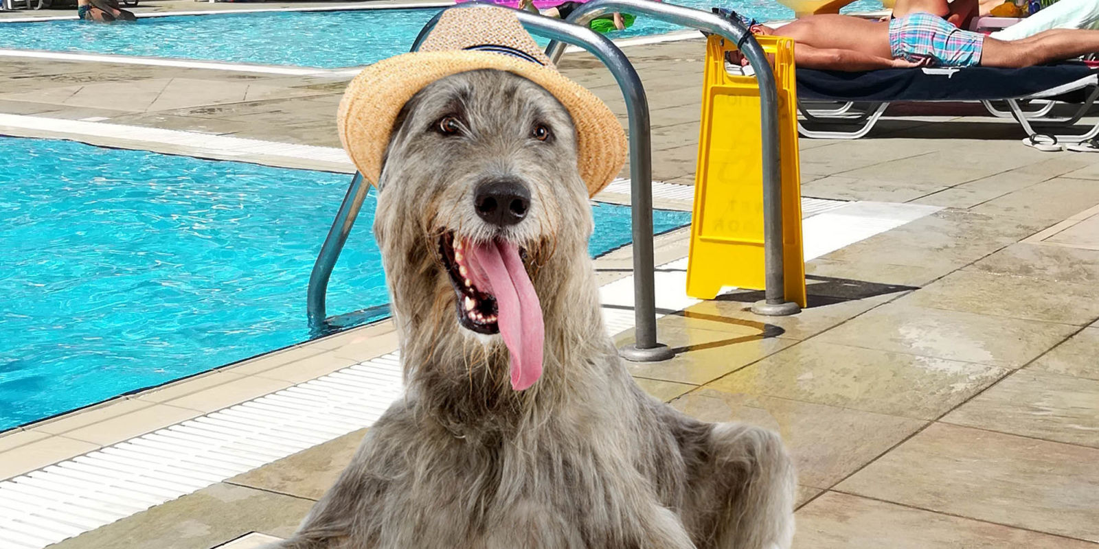 Alfie Dog Walking Reviews Alfie Dog Walking Reviews